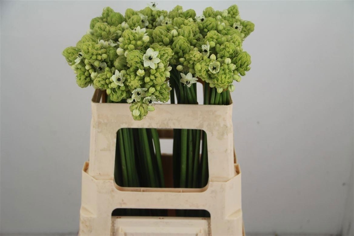 <h4>ORNIT SAUNDERSIAE</h4>