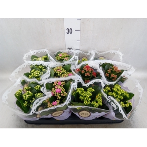 Kalanchoe blos.   ..rosebud mix  5