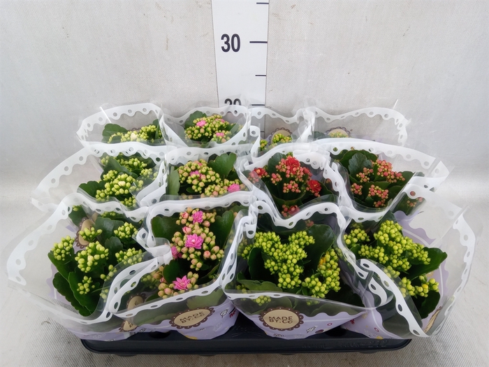 <h4>Kalanchoe blos.   ..rosebud mix  5</h4>