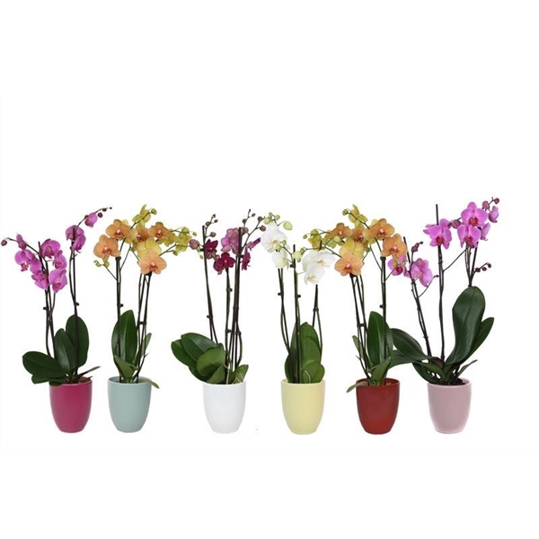 <h4>Hugo Paradise Mix Phal Mix 3T18+</h4>