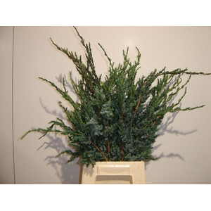 Conifeer Juniperus Meyeri