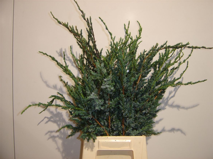 <h4>Conifeer Juniperus Meyeri</h4>