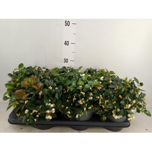 Gaultheria proc. 'Ciao Bella Whte'