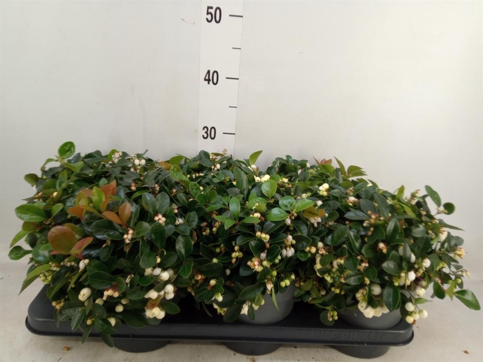 <h4>Gaultheria proc. 'Ciao Bella Whte'</h4>