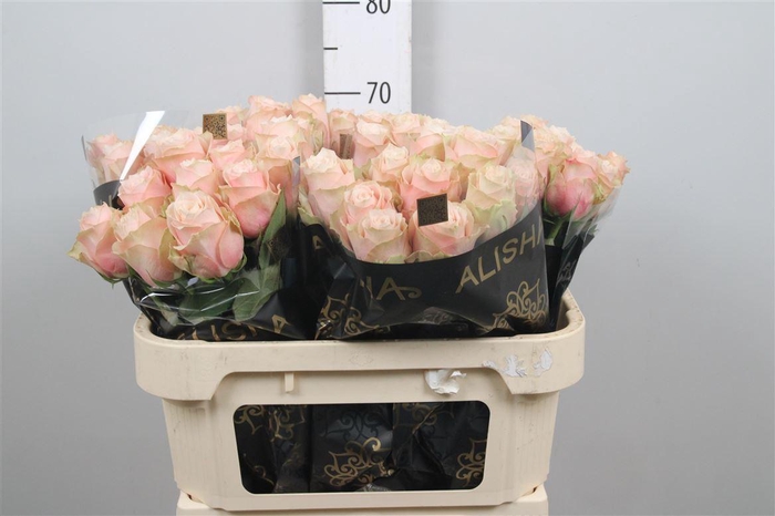 <h4>R Gr Lady Cava+</h4>