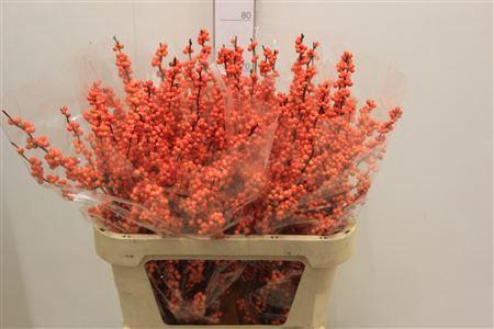 <h4>Ilex Ve Winter Gold</h4>