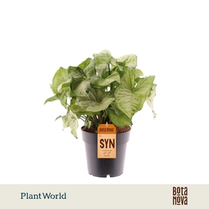 Syngonium White Butterfly
