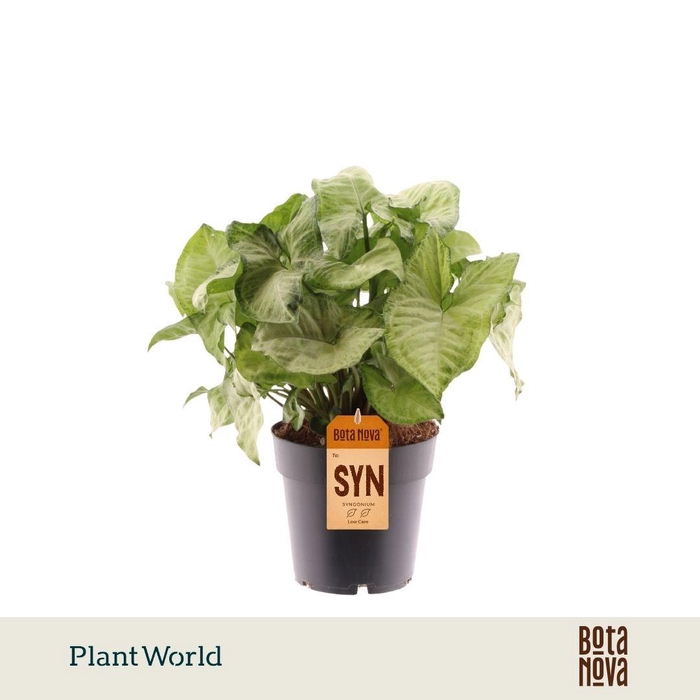 <h4>Syngonium White Butterfly</h4>