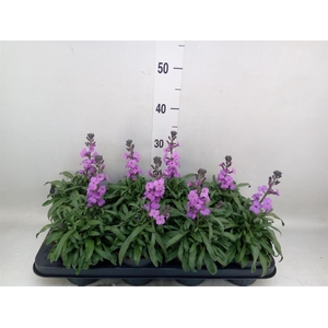 Erysimum linifolium 'Bowles Mauve'