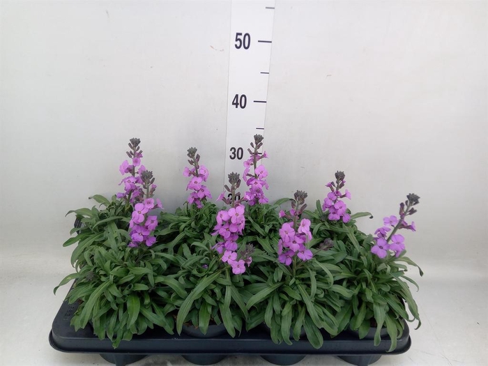<h4>Erysimum linifolium 'Bowles Mauve'</h4>