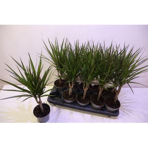 Dra Marginata