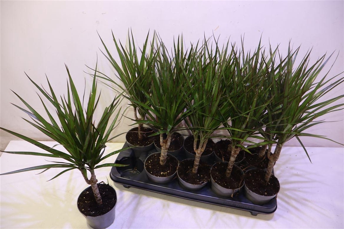 <h4>Dra Marginata</h4>