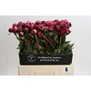 Paeonia Kansas