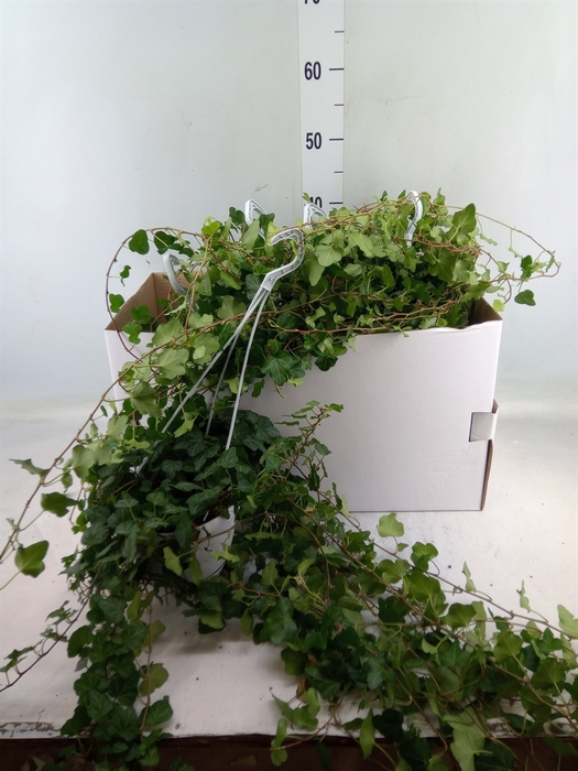 <h4>Hedera helix 'Wonder'</h4>