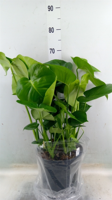 <h4>Monstera delic.</h4>