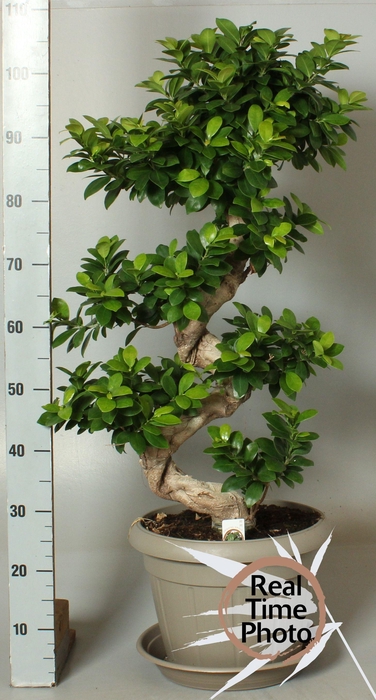 <h4>FIC MI GINSENG</h4>