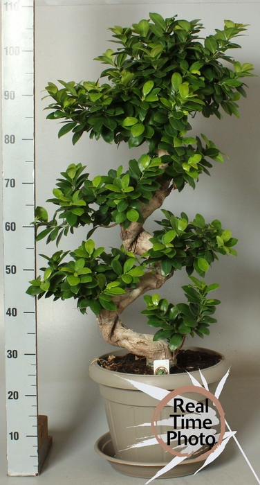<h4>FIC MI GINSENG</h4>