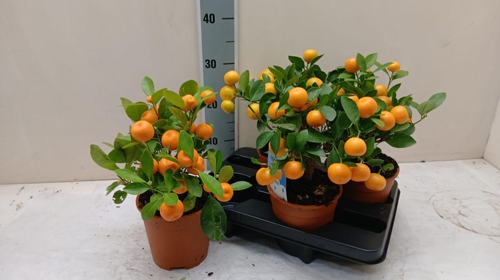 <h4>CITR MICROCARPA</h4>