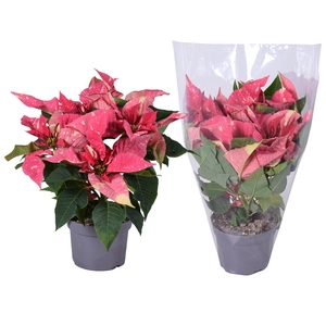 Euphorbia Glitter roze/wit blanco hoes