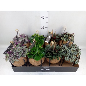 Planten Groen   ...mix  3