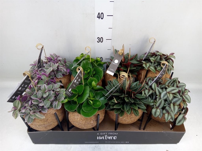 <h4>Planten Groen ...mix 3</h4>