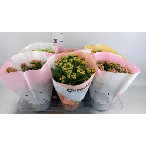 Kalanchoe blos.   ..rosebud mix GR