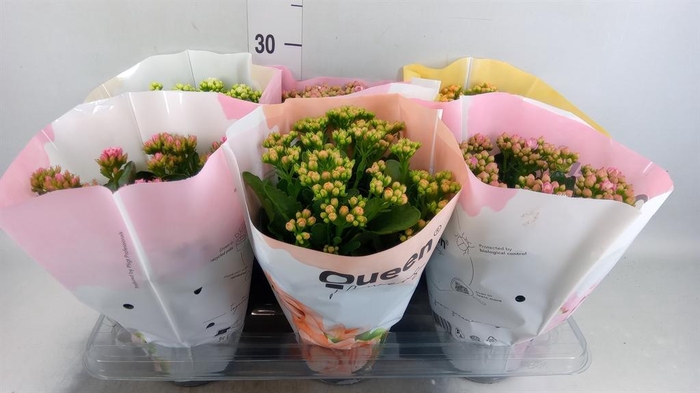 <h4>Kalanchoe blos.   ..rosebud mix GR</h4>