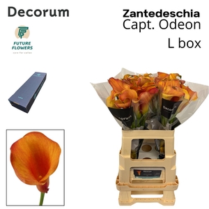 Zant Capt Odeon Large Box 55 Cm