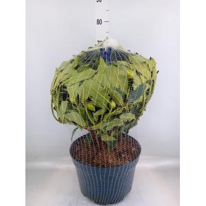 Rhododendron  'Rhodo XXL'