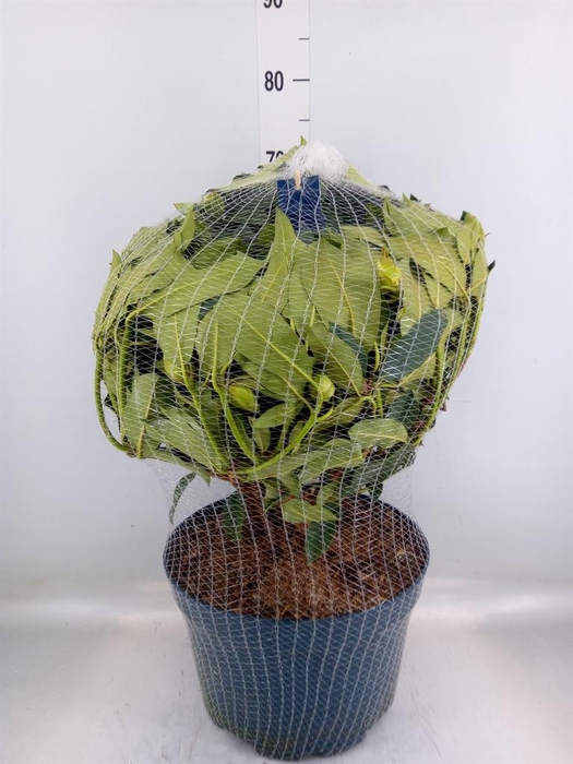 <h4>Rhododendron  'Rhodo XXL'</h4>