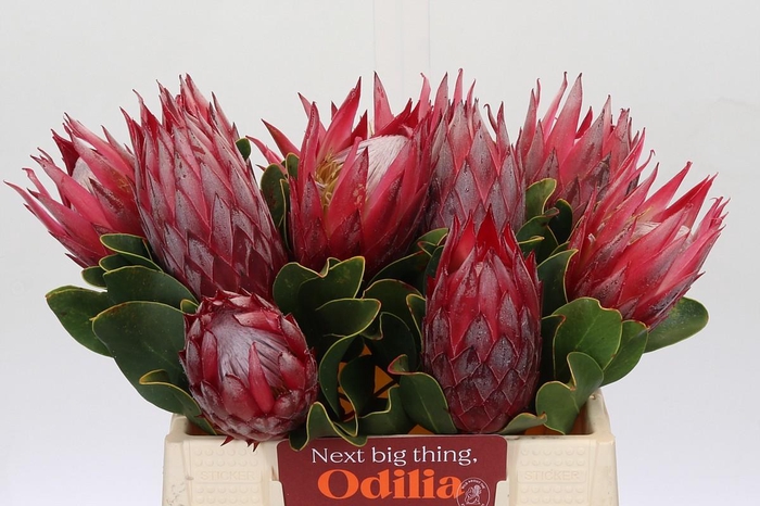 <h4>Protea Cynaroides Madiba</h4>