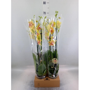 Phalaenopsis   ...