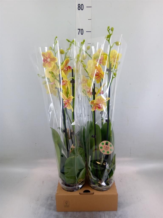 <h4>Phalaenopsis   ...</h4>