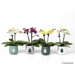 PHALAENOPSIS-HYBRID p6