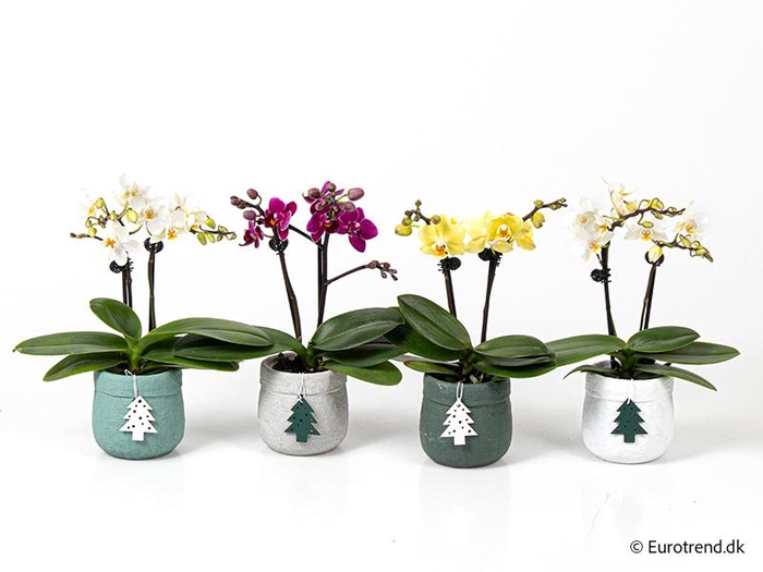 <h4>PHALAENOPSIS-HYBRID p6</h4>