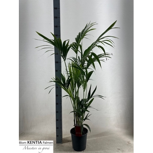 HOWEA FORSTERIANA