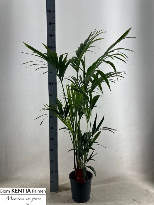 <h4>HOWEA FORSTERIANA</h4>