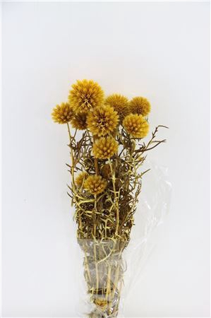 Pres Echinops 10pc Yellow Bunch