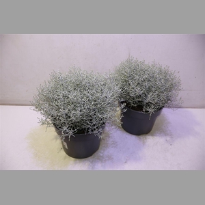 Leucoph Brownii