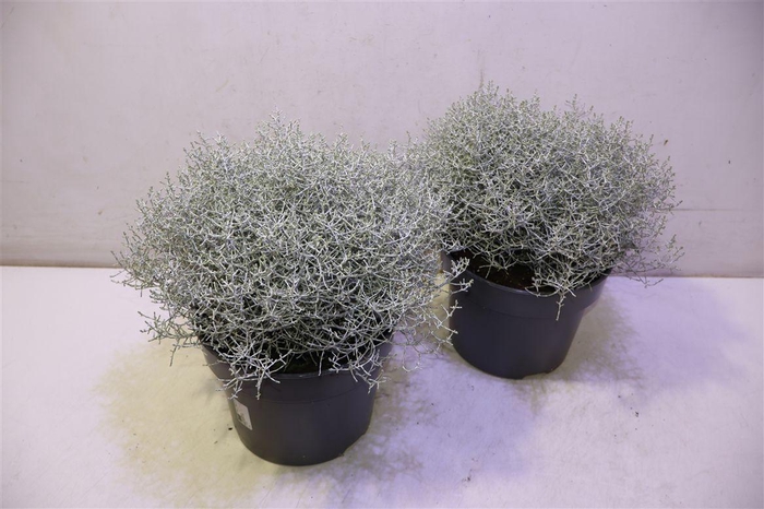 <h4>Leucoph Brownii</h4>