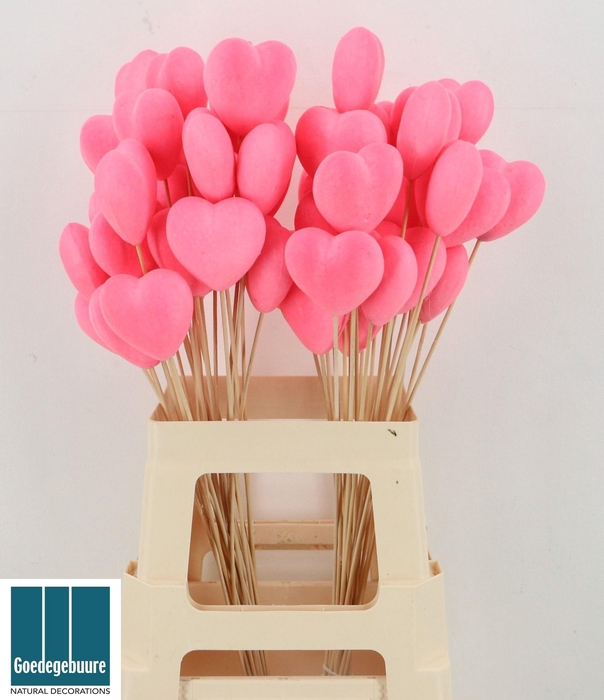 <h4>HARTJE OP STOK H%</h4>