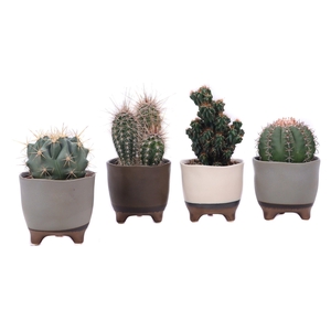 Cactus mix 10,5 cm in Vogezen pot