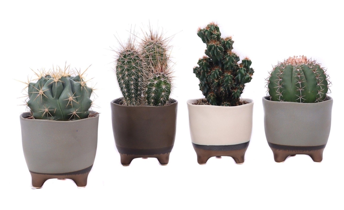 <h4>Cactus mix 10,5 cm in Vogezen pot</h4>