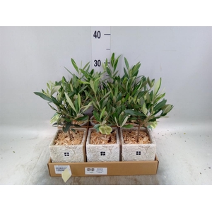 Arr.   Kamerplant Groen L%
