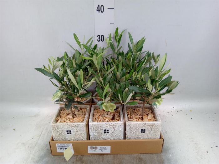 <h4>Arr.   Kamerplant Groen L%</h4>
