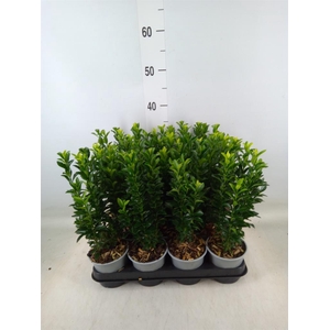 Euonymus japon. 'Green Spire'