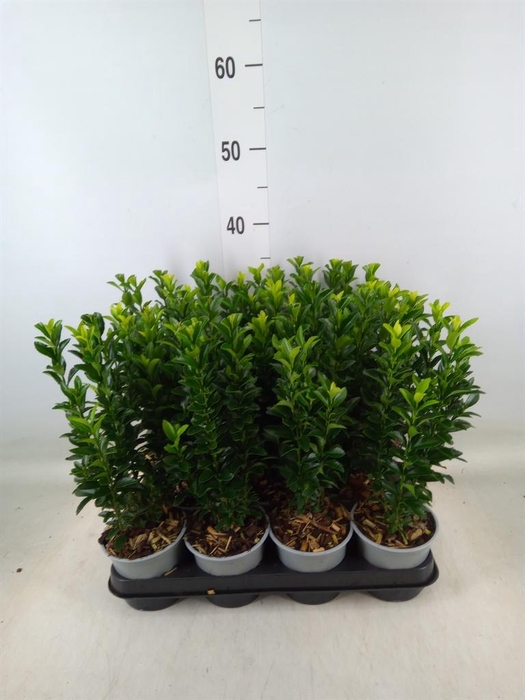 <h4>Euonymus japon. 'Green Spire'</h4>