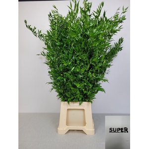 RUSCUS LANG PB 6 TAK SUPER