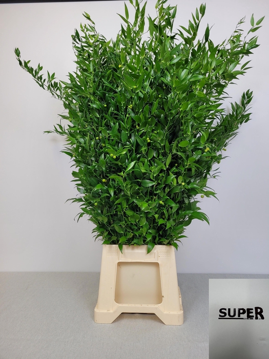 <h4>RUSCUS LANG PB 6 TAK SUPER</h4>