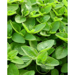 Origanum majorana